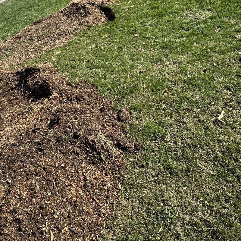 Multiple stumps ground across yard