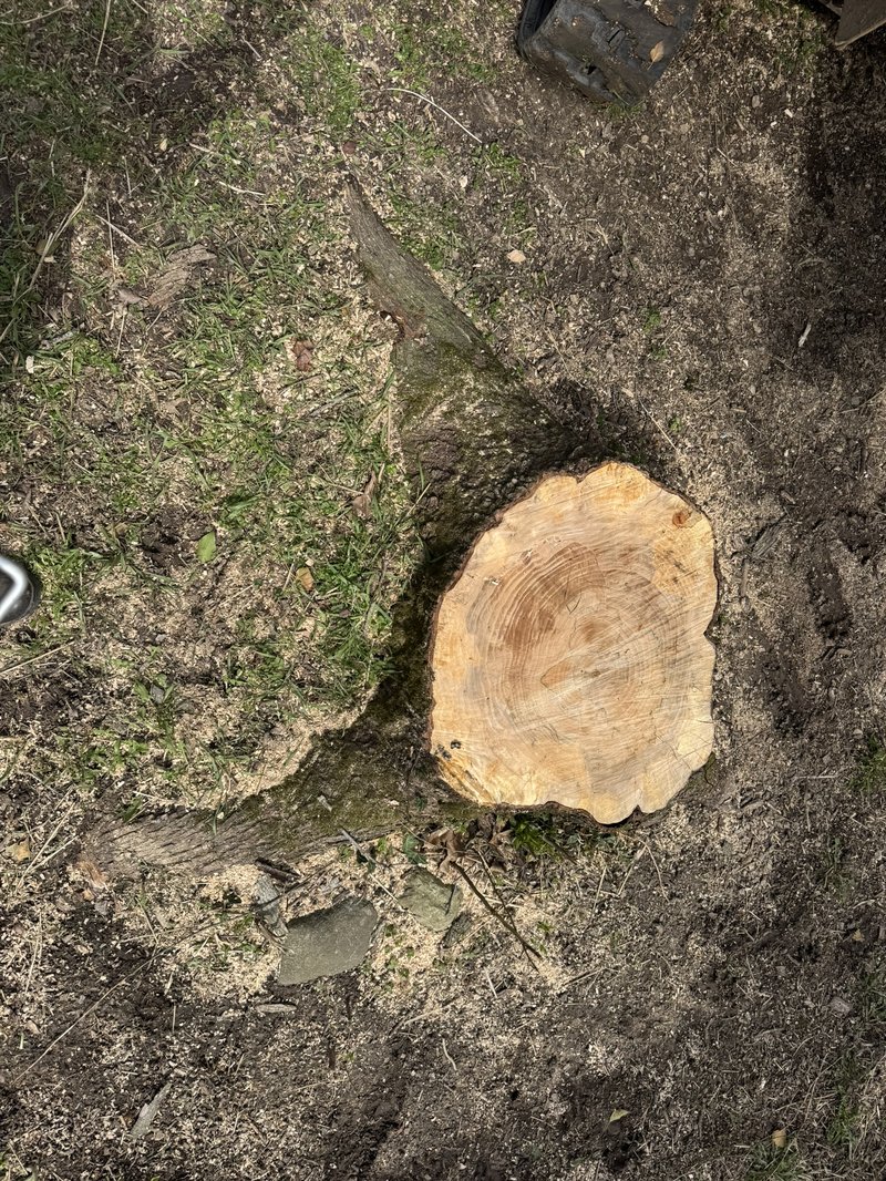 Hardwood stump before grinding