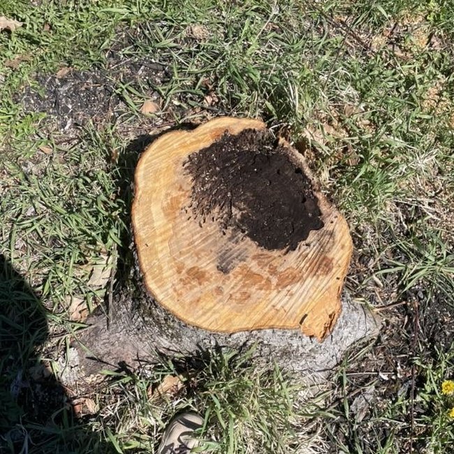 Stump before grinding